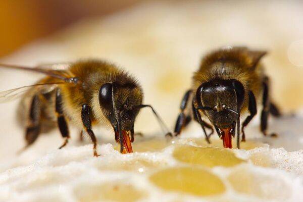 Comment les abeilles font-elles du miel ?
