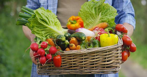 13 cultures optimisées pour un potager productif