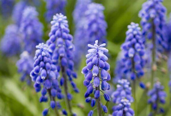 Les bulbes à naturaliser : Crocus, muscaris, jacinthe, narcisse...
