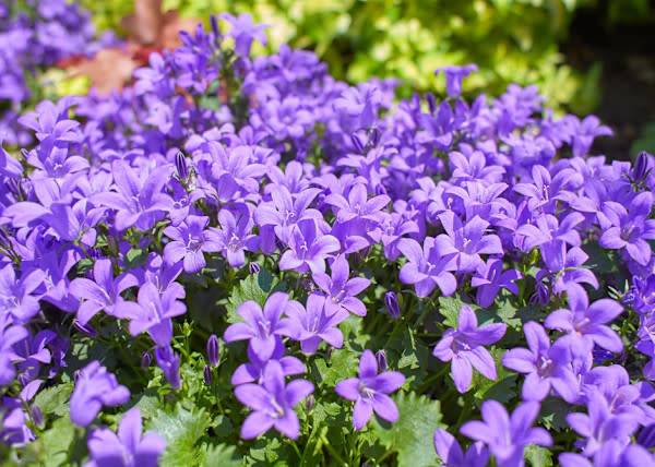 # Les campanules sont des plantes très faciles à bouturer, et ça tombe bien, on les adore ! © Irene Fox - stock.adobe.com