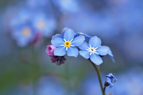 Le myosotis est une fleur en cyme