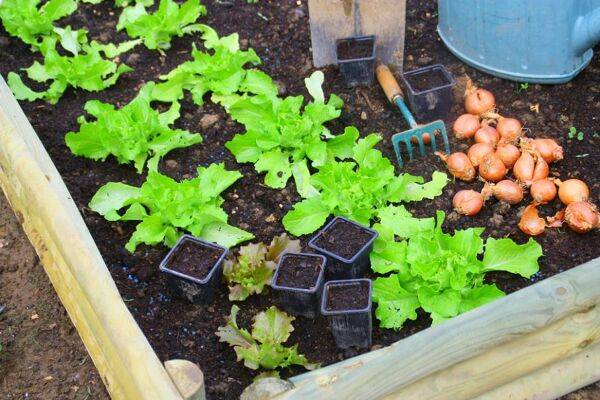 Comment remplir votre carré potager ?