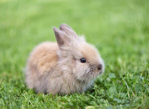 Comment sociabiliser un lapin nain ?