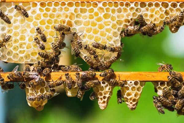 Comment les abeilles font-elles de la cire ?
