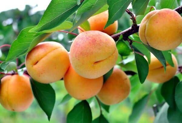 Les variétés d’abricotier