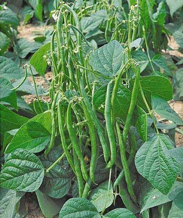 Entretien des haricots nains