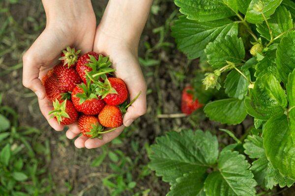 Les 10 meilleures variétés de fraisiers à cultiver
