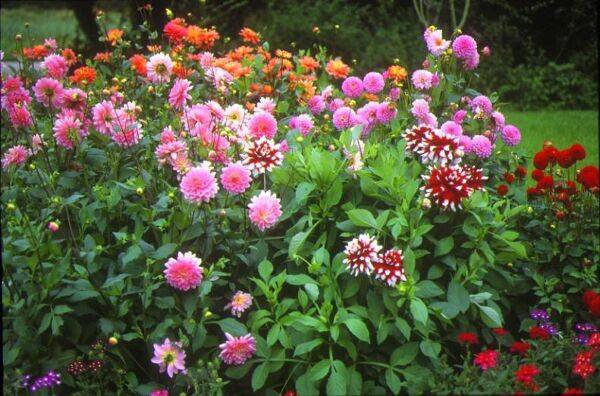 Planter un dahlia