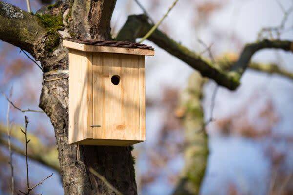 Choisir un nichoir pour les oiseaux du jardin