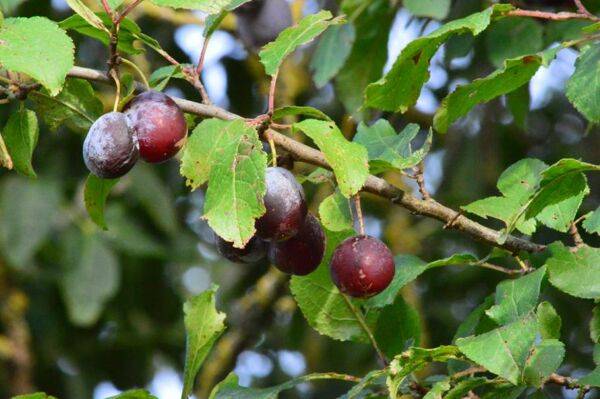 Le prunier sauvage, un arbre domestique