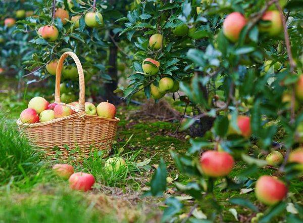 Que faire au verger en septembre ?