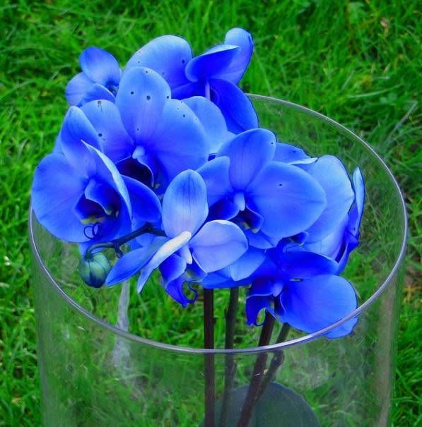 L'orchidée bleue existe-t-elle vraiment ?