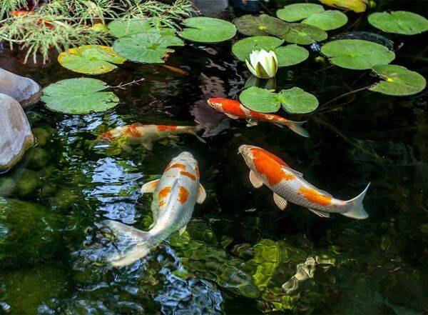 Tout savoir sur les carpes koï