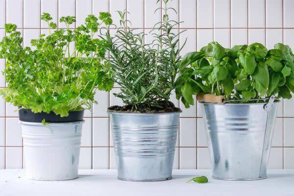 Comment faire son potager en intérieur ?