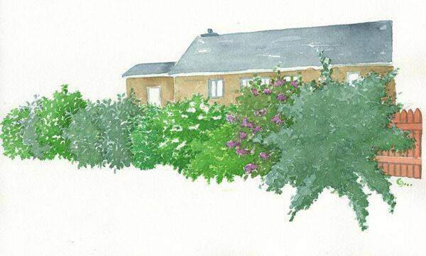 La haie parfumée, à installer le long d'une allée ou à proximité de la terrasse