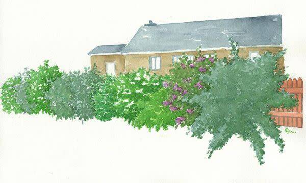 La haie parfumée, à installer le long d'une allée ou à proximité de la terrasse
