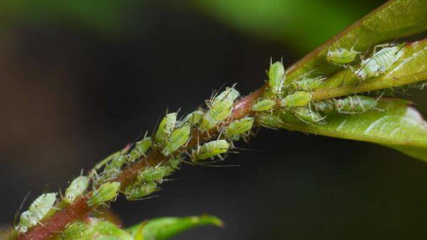 Traiter efficacement les plantes contre les insectes et les maladies