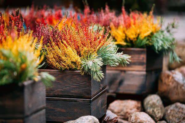 Comment entretenir une Calluna en pot ?
