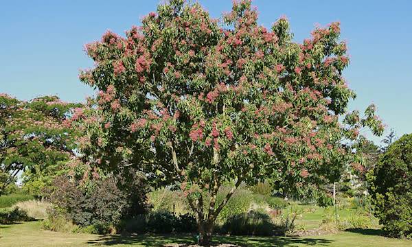 Arbre à miel ou Euodia daniellii : plantation, entretien