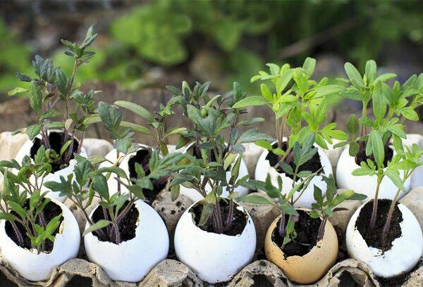 Idée de récup numéro 14 : les oeufs au jardin