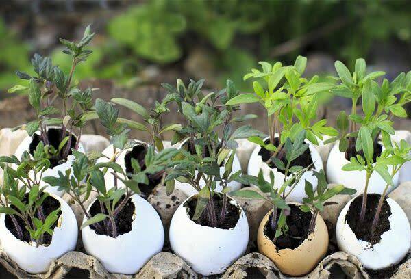 Idée de récup numéro 14 : les oeufs au jardin