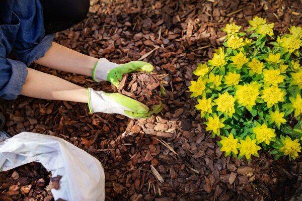 Quel mulch choisir pour son jardin ?