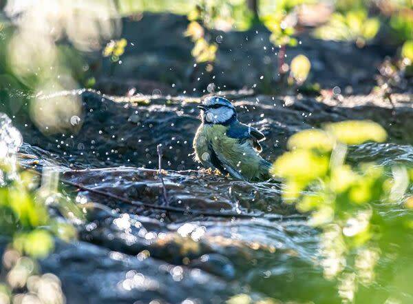 Les oiseaux du jardin en été
