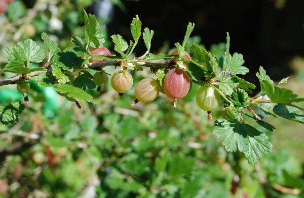 Maladies du groseillier