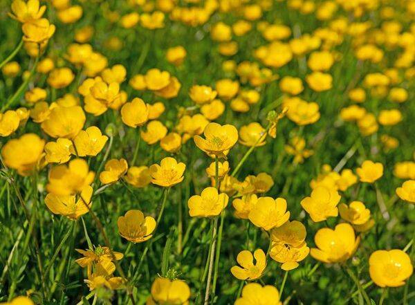Comment éliminer les boutons d'or du jardin ?