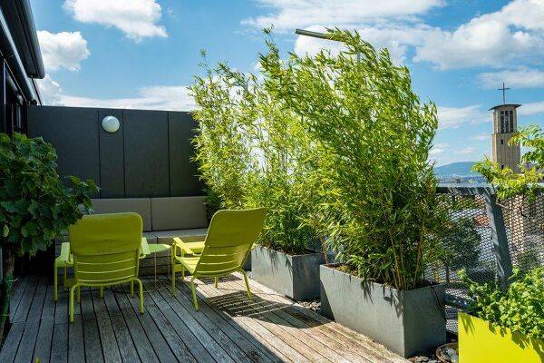 Choisir une plante brise-vue