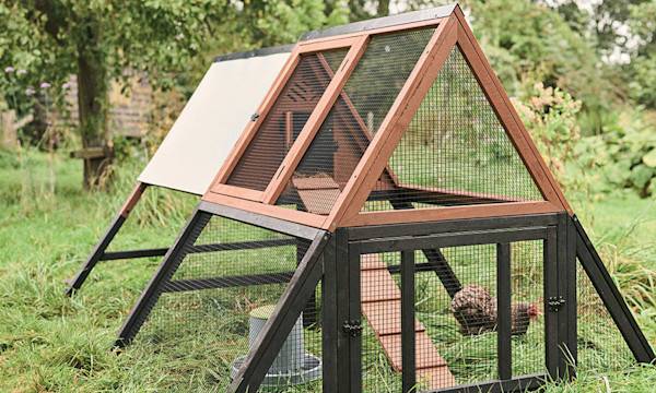 Choisir l'habitat des poules : poulailler et parcours © Studio EVO