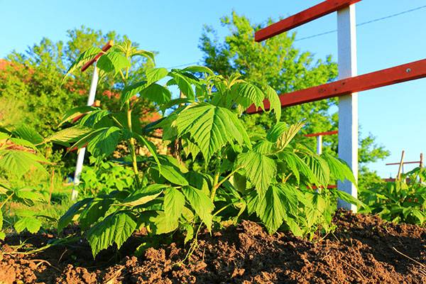 Un drageon est un rejet d'une plante mère