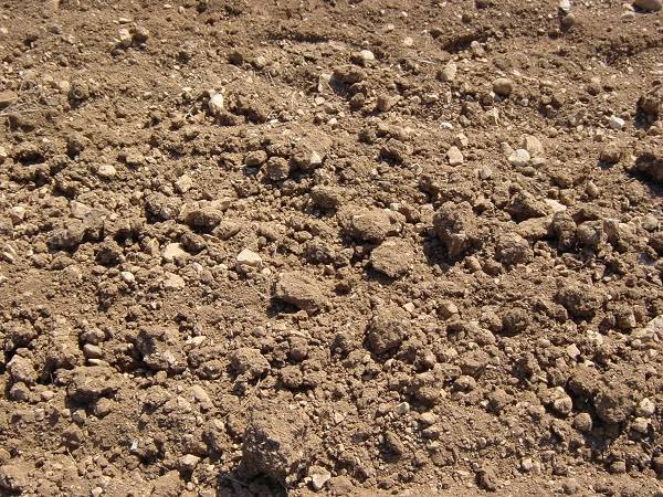 Les sols alcalins sont souvent calcaires