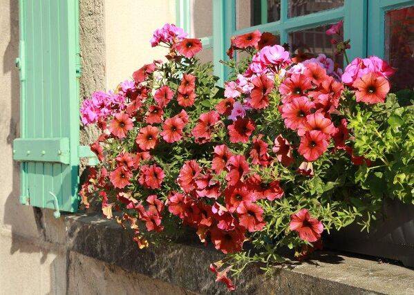 Comment planter des pétunias dans une jardinière ?
