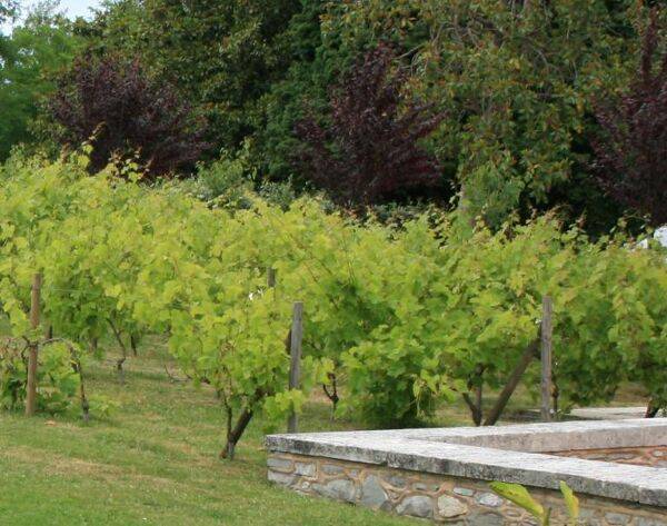 Palisser la vigne