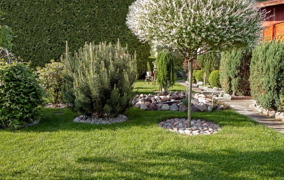Arbres et arbustes d'ornement : plantation, taille - Gamm vert