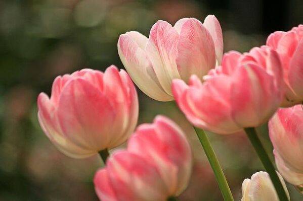 Plante toxique : la tulipe
