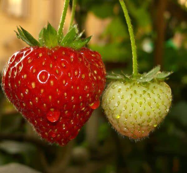 des fraises rouges ou pas mûres