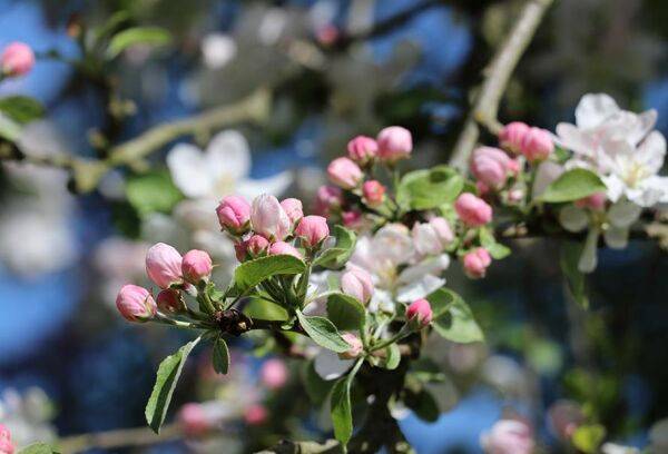 Les pommiers d’ornement (Malus)