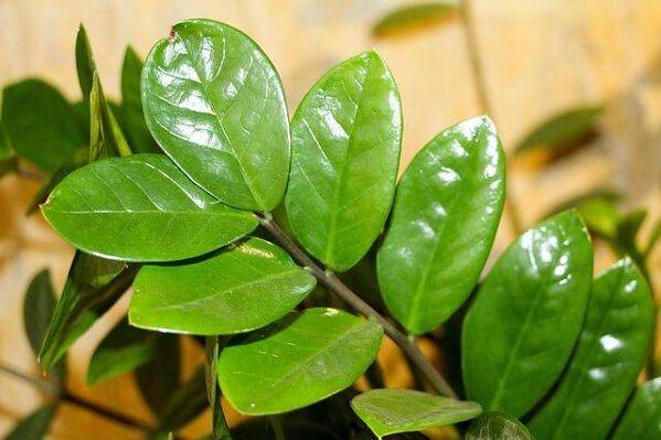 Maladies du Zamioculcas