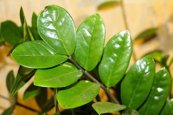 Maladies du Zamioculcas