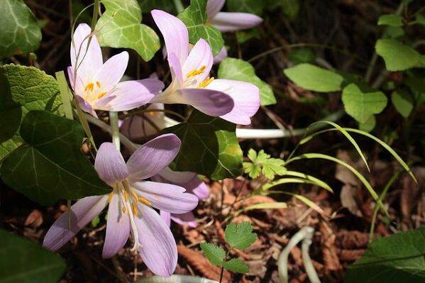 Colchicum speciosum
