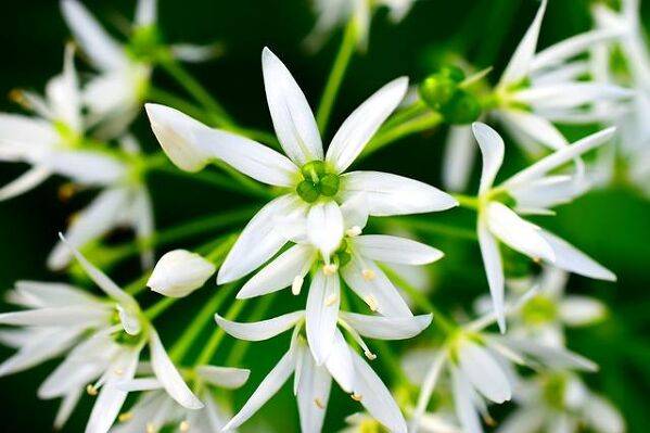 Allium ursinum