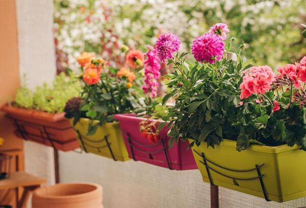 Planter le dahlia en pot