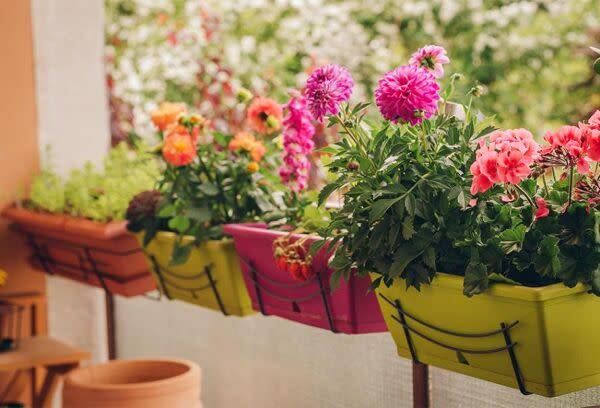 Planter le dahlia en pot