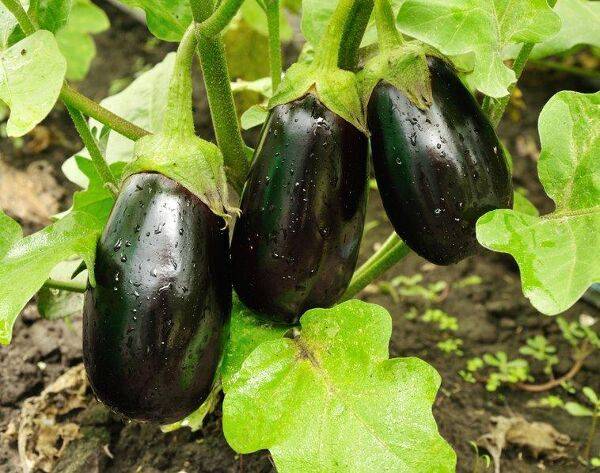 Comment bien réaliser la taille de l'aubergine ?