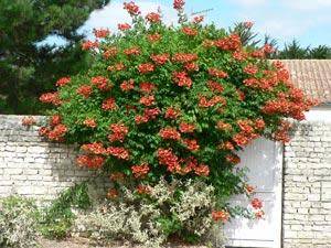Plantes grimpantes : plantation, entretien