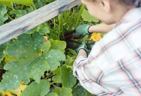 La taille de la courgette