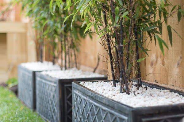 Quel terreau choisir pour les bambous en pot ?