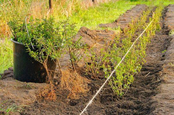 planter une haie de troène